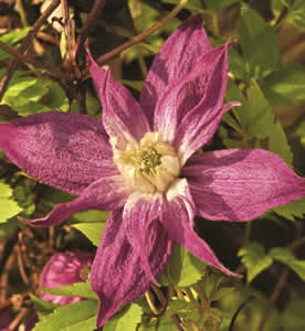 Clematis